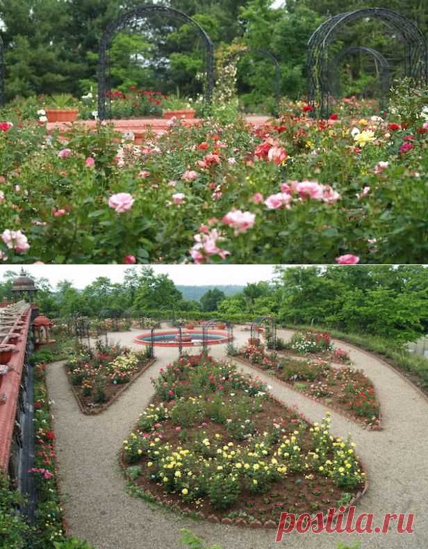 Transitioning a Public Rose Garden To Sustainability | Fine Gardening