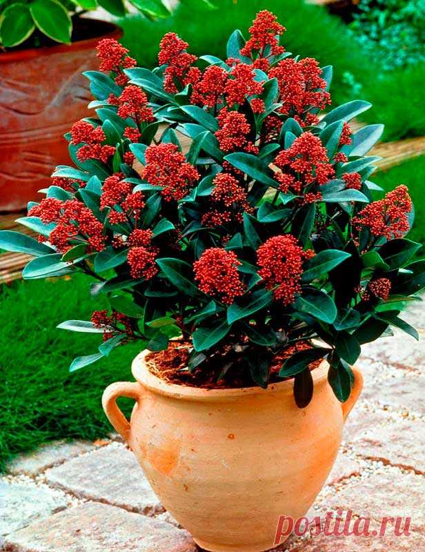 Комнатное растение Скиммия (лат. Skimmia). Скиммия - исконное японское название вечнозеленых кустарников, распространенных на территории Китая, Японии, и растущих в предгорьях Гималаев. У скиммии кожистые блестящие листья. Цветение обычно происходит в конце весны и в начале лета.