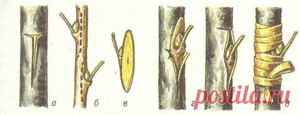 Основные способы прививки яблонь | Дача - впрок