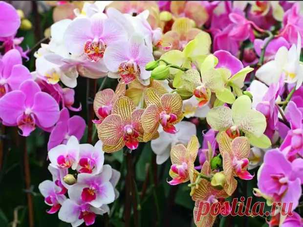 5 действенных способов, чтобы заставить орхидею цвести круглый год - ВСЕ ПРОСТО у нас - 6 января - 43306949028 - Медиаплатформа МирТесен
