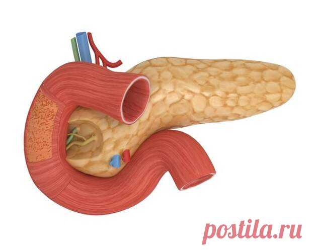 КАК ЗАЩИТИТЬ ПОДЖЕЛУДОЧНУЮ ЖЕЛЕЗУ — 5 ВАЖНЫХ СОВЕТОВ. 
Поджелудочная железа напоминает о себе неприятной болью в подреберье только в момент расстройства или заболевания. В нашем теле она располагается позади желудка и отвечает за выработку желудочного со…