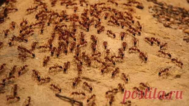 Как вывести муравьев из квартиры?.