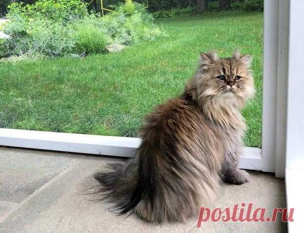 «Грустный» кот стал звездой сети: милые фото питомца по кличке Барнаби