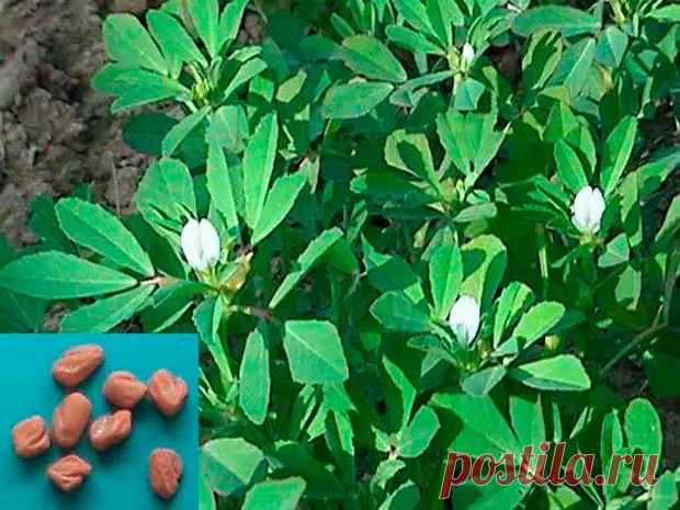 Лекарственное растение Пажитник сенной (Trigonella foenum-graecum) - В мир цветов - 20 января - 43645969748 - Медиаплатформа МирТесен