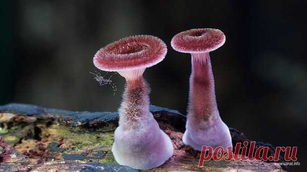 19 фотографий невероятных грибов на Земле ( интересные факты о грибах)