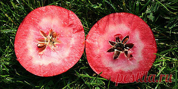 Розовый Жемчуг – сорт яблок с ярким розовым или красным цветом мякоти и фруктово-ягодным вкусом.
