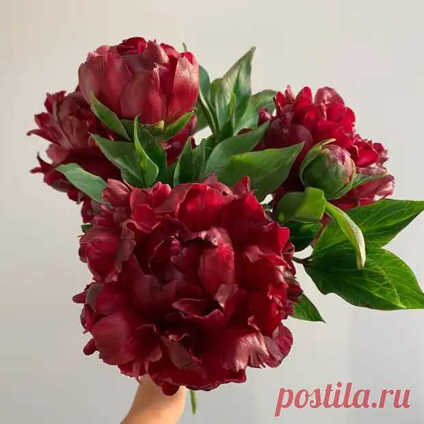 Невероятные цветы из холодного фарфора от Jardiz - Сам себе мастер - 6 марта - 43998165514 - Медиаплатформа МирТесен