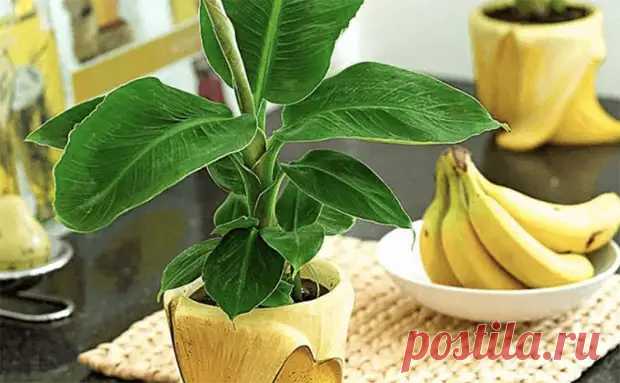Выращиваем банановое дерево дома: саженцы проросли из мякоти магазинного банана - медиаплатформа МирТесен