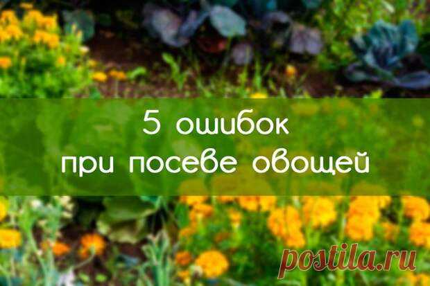 5 ошибок при посеве овощей.