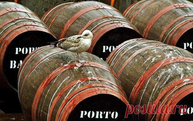 Самые опасная еда мира - Don't Panic Magazine - 10 мая - 43152831109 - Медиаплатформа МирТесен Ты — это то, что ты ешь. Безусловная истина, знакомая всем с детства, и всеми же (ну практически) игнорируемая. Как многие могли заметить, вся еда делится на два вида: та, которая нам нравится с первого же проглоченного куска и та, к чему вкусу нужно долго привыкать, чтобы оценить его по - 10 мая - 43152831109 - Медиаплатформа МирТесен