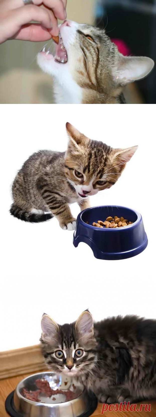 Как приучить взрослую кошку к сухому корму, план действий, чего опасаться
