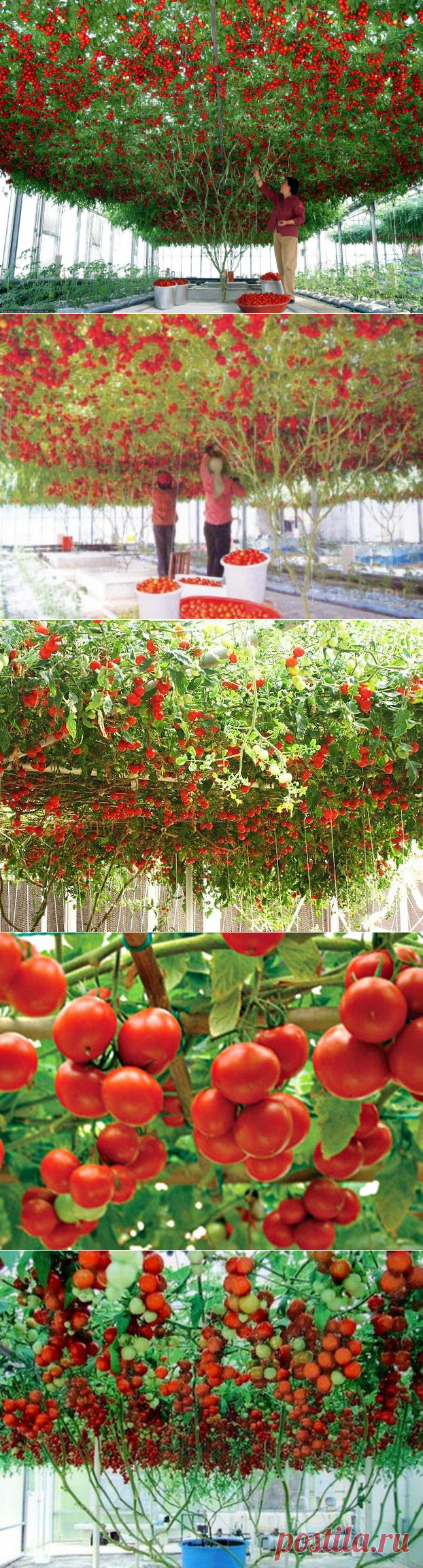 Томатное дерево Спрут F1
Томат-дерево выращивается в течение 1,2-1,5 года. Впервые 7-8 месяцев растениям не дают плодоносить и формируют как томат-дерево. Остальное время - это период плодообразования и плодоношения.