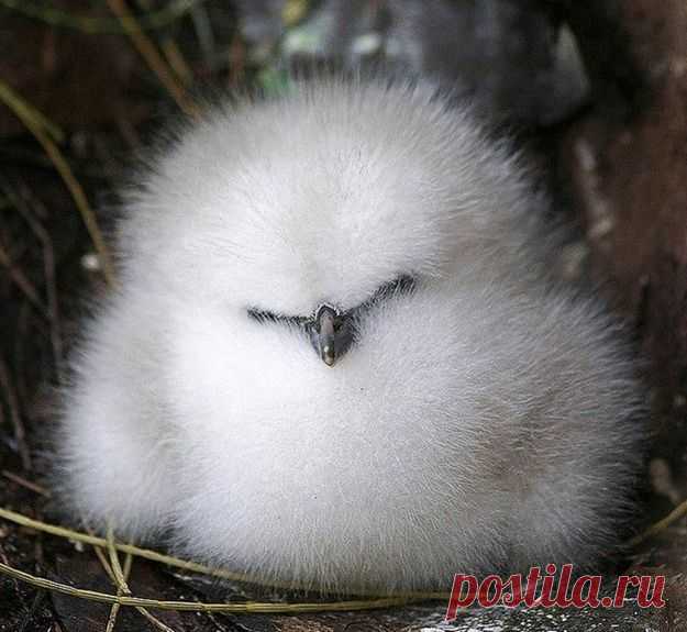 The 33 Fluffiest Animals On The Planet