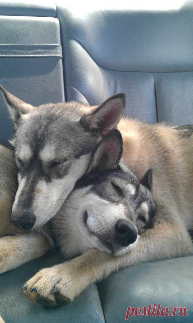 Невероятно трогательные собачьи пары