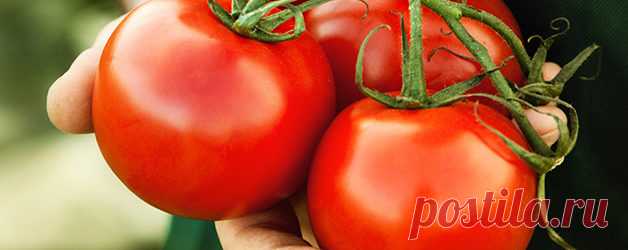 Как правильно производить подкормку помидоров дрожжами