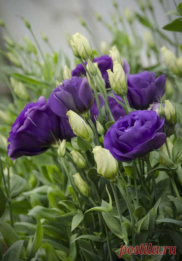 Blue Lisianthus