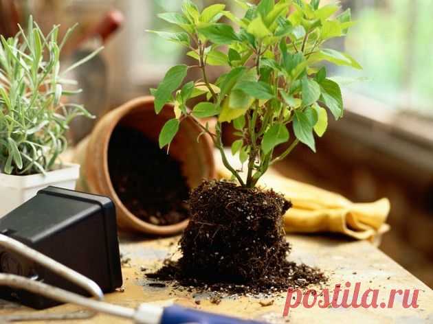 Особенности выбора почвы для растений - Сад на подоконнике
