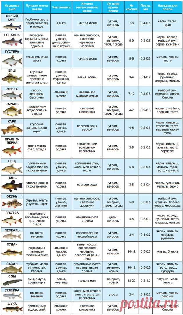 Шпаргалка рыбака (сводная таблица по ловле разных видов рыб)