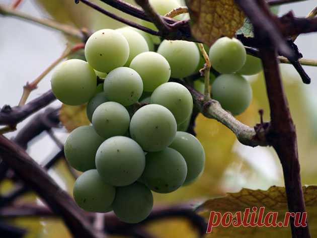 Куст виноград – посадка и уход, фото винограда, обрезка и размножение винограда, болезни и вредители, сорта