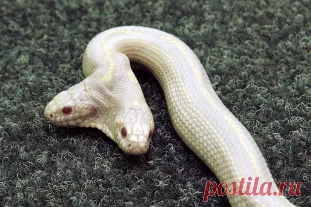 Двухголовые змеи: Почему это происходит все чаще? | Книга животных Пульс Mail.ru