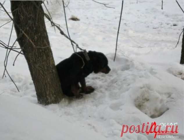 Был брошен пёс,у леса зимним днём.   Автор Татьяна Толмачёва