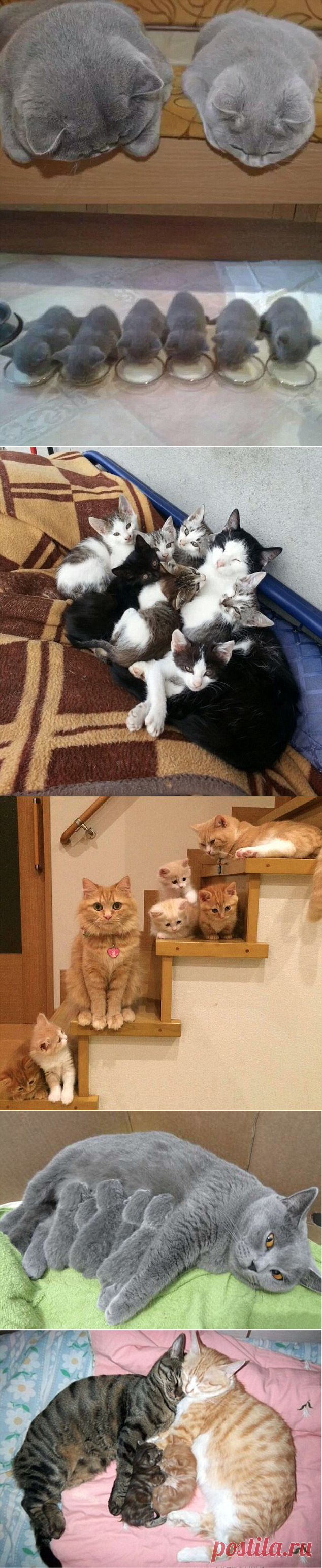 В семейном кругу по-кошачьи
