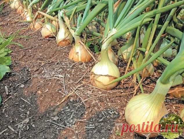 СЕКРЕТЫ УХОДА И БОЛЬШОГО УРОЖАЯ ЛУКА 
⠀ 
- Перед посадкой: 1 ст. ложка соли на 1 литр воды залить на 3 часа. 
⠀ 
- После соли: темный раствор марганцовки на 2 часа. Обязательно промыть. 
⠀ 
- От луковой мухи: 1. Появился первый листочек 1) Проливаем водой. 2) Полив 2 ст. ложки нашатырный спирт на ведро воды (3 лейки на 6п.м.грядки) 3) Проливаем водой. 2. Через 10-14 дней. По той же схеме полив 1ст. ложка соли на 1 литр воды 3. Через 10 дней. По той же схеме полив крепким р...