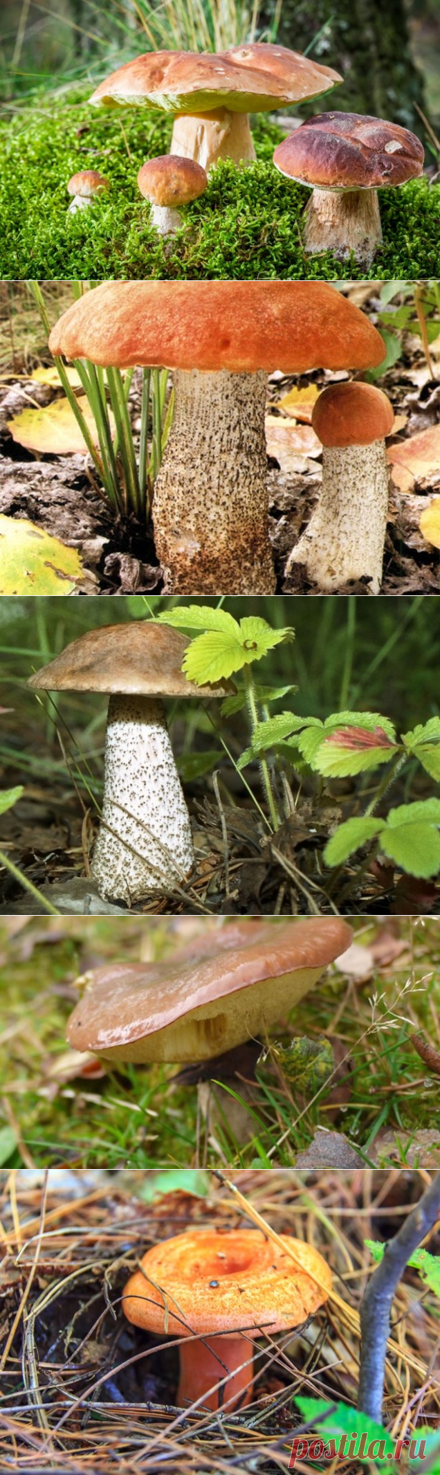 Как вырастить лесные грибы на даче