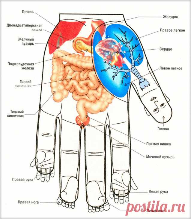 Точечный массаж рук для снижения аппетита и не только