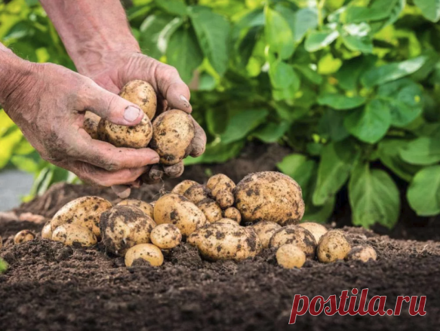Девять дельных советов по выращиванию картофеля
На заметку дачникам-огородникам