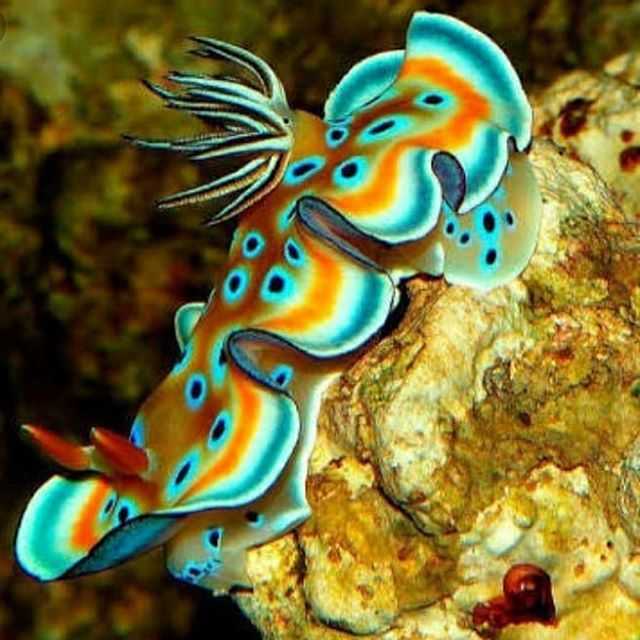 Морские бабочки — самые красивые обитатели морских глубин