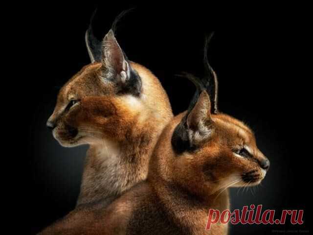 Перуанский фотограф делает снимки диких животных