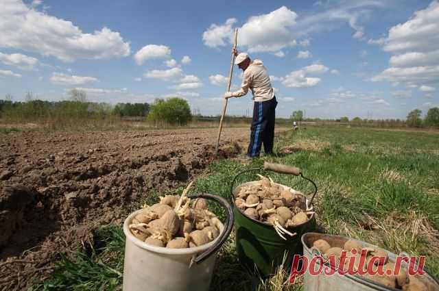 Сколько золы нужно при посадке картошки? | 6 соток