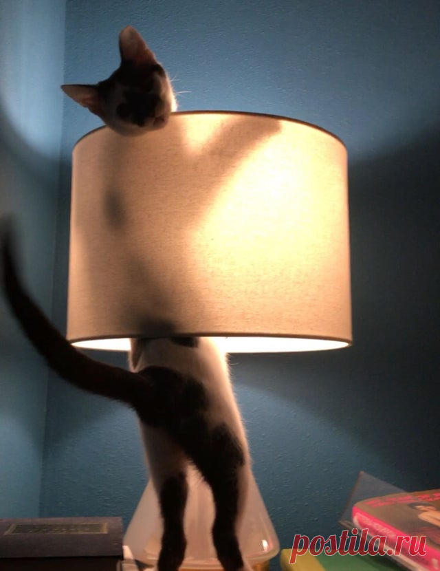 20 смешных фото котов, которые показывают, кто в доме хозяин - Дай лапку - медиаплатформа МирТесен
