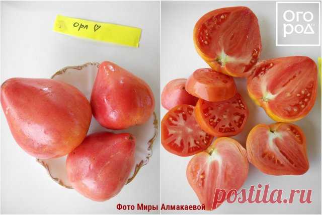 11 лучших сортов томатов для теплицы и открытого грунта – рейтинг от наших читателей | На грядке (Огород.ru)