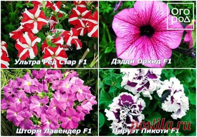 Какая петуния подходит именно вам: выбираем правильный цветок | Летники (Огород.ru)