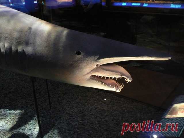 Акула-гоблин. Самая необычная из акул