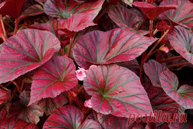 Бегония «Откровение темно-бордовый» (Begonia ‘Revelation Maroon’)