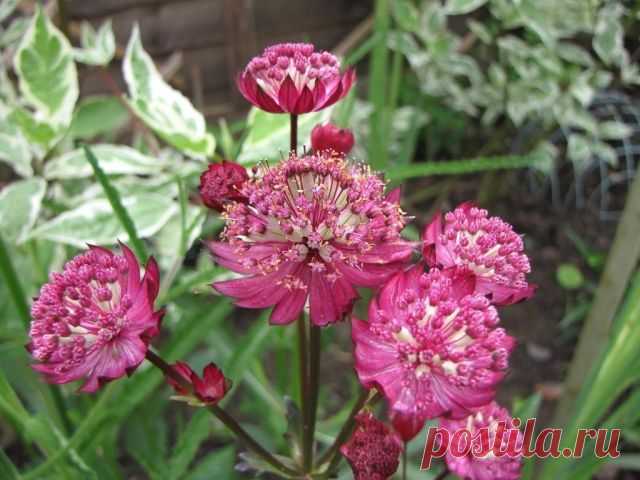 Астранция крупная (Astrantia major) - Садоводка