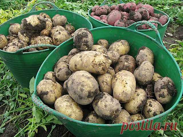 Как вырастить целое ведро картофеля с одного куста