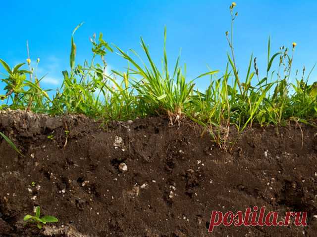 9 эффективных способов вернуть почве плодородие