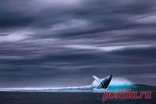 Удивительные и интересные факты про синих китов