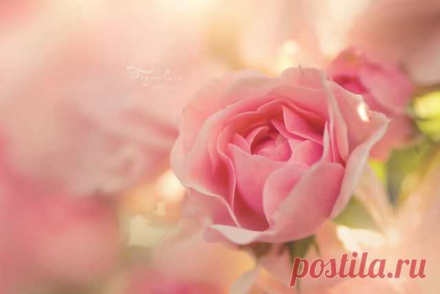 Фото Розовая роза (Фотограф Тайгерлун / Photographer Taygerlun)