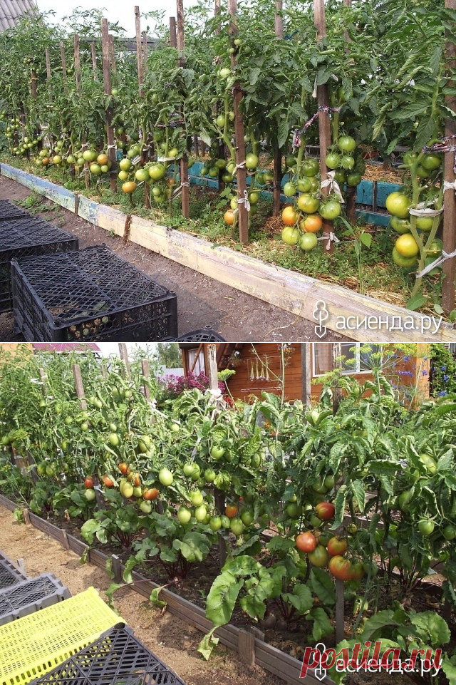 Рекомендации по выращиванию томатов в открытом грунте :: Группа Практикум садовода и огородника