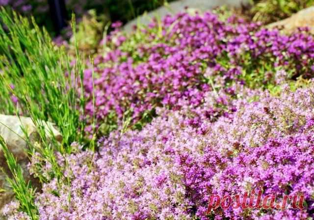 8 великолепных пряных трав для фиолетового сада