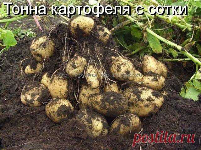 ТОННА КАРТОФЕЛЯ С СОТКИ