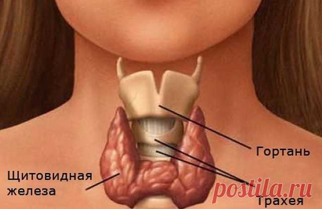 КАША ДЛЯ ЩИТОВИДНОЙ ЖЕЛЕЗЫ. 
Из интернета: 