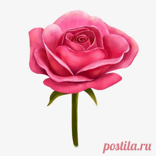 Valentines Day Small Illustration Red Rose Beautiful Rose Flowers, Roses, Flowers And Flowers, Romantic Rose PNG Transparent Clipart Image and PSD File for Free Download