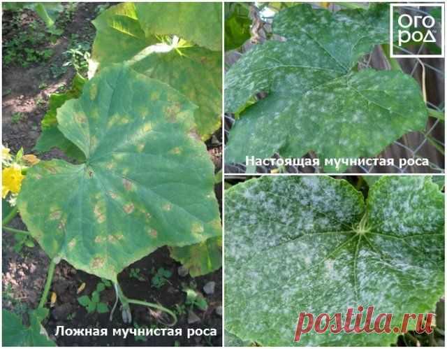 Как продлить плодоношение огурцов? | Огурцы (Огород.ru)