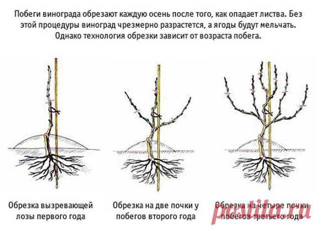 10 СХЕМ ОБРЕЗКИ И ФОРМИРОВКИ ВИНОГРАДА 

Данный сборник необходимо распространить среди максимального числа виноградарей - пусть все узнают о секретах виноградарства и не допускают ошибок! 

 Сохраните к себе на стену: покажите своим друзьям ценную информацию. Этот сборник охватывает большое количество секретов и ценной информации, обязательно изучите все видео - в них опыт многих поколений виноградарей и секреты, которые часто скрывают. Покажите этот сборник своим друзьям...